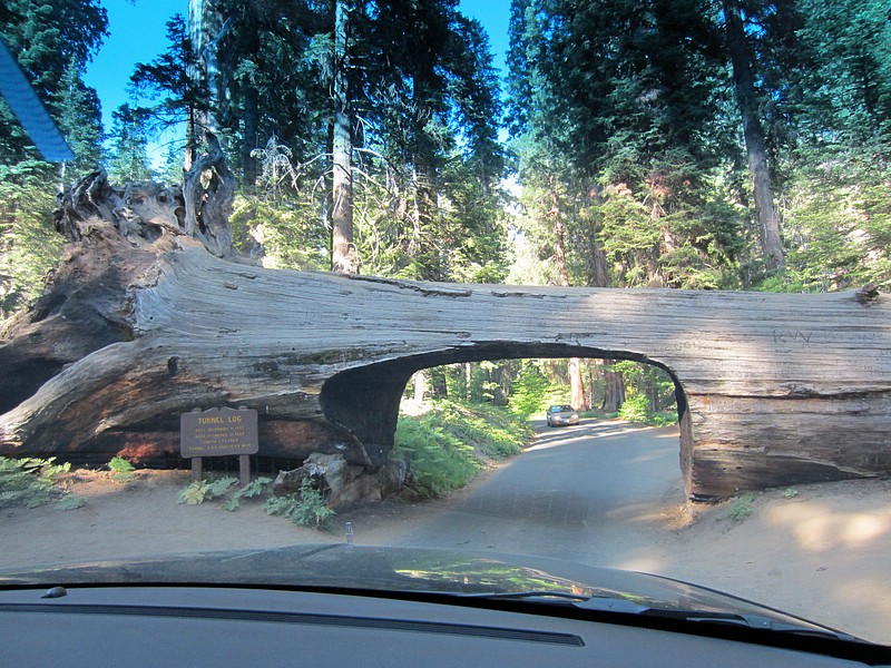 zzr) Saturday 21 July 2012 ~ Giant Forest Sequoia Grove (Sequioa National Park, Moro Rock-Crescent Meadow Road).JPG