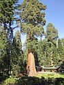 zu) Saturday 21 July 2012 ~ The General Sherman, A Giant Sequoia (Gaint Forest Museum, Sequioa National Park).JPG