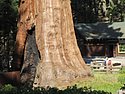 zv) Saturday 21 July 2012 ~ The General Sherman, A Giant Sequoia (Gaint Forest Museum, Sequioa National Park).JPG