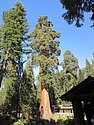 zw) Saturday 21 July 2012 ~The General Sherman, A Giant Sequoia (Gaint Forest Museum, Sequioa National Park).JPG