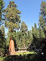 zx) Saturday 21 July 2012 ~ The General Sherman, A Giant Sequoia (Gaint Forest Museum, Sequioa National Park).JPG