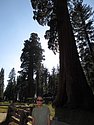 zzf) Saturday 21 July 2012 ~ The General Sherman Is Among The Tallest, Widest and Longest-Lived Of All trees On The Planet!.JPG