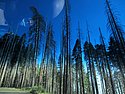 zzi) Saturday 21 July 2012 ~ Giant Forest Sequoia Grove (Sequioa National Park, Moro Rock-Crescent Meadow Road).JPG