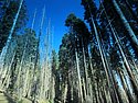 zzj) Saturday 21 July 2012 ~ Giant Forest Sequoia Grove (Sequioa National Park, Moro Rock-Crescent Meadow Road).JPG