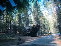 zzl) Saturday 21 July 2012 ~ Giant Forest Sequoia Grove (Sequioa National Park, Moro Rock-Crescent Meadow Road).JPG