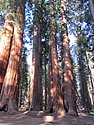 zzo) Saturday 21 July 2012 ~ Giant Forest Sequoia Grove (Sequioa National Park, Moro Rock-Crescent Meadow Road).JPG