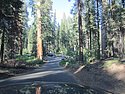 zzp) Saturday 21 July 2012 ~ Giant Forest Sequoia Grove (Sequioa National Park, Moro Rock-Crescent Meadow Road).JPG