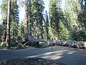 zzq) Saturday 21 July 2012 ~ Giant Forest Sequoia Grove (Sequioa National Park, Moro Rock-Crescent Meadow Road).JPG