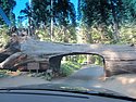 zzr) Saturday 21 July 2012 ~ Giant Forest Sequoia Grove (Sequioa National Park, Moro Rock-Crescent Meadow Road).JPG