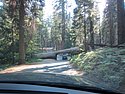 zzs) Saturday 21 July 2012 ~ Giant Forest Sequoia Grove (Sequioa National Park, Moro Rock-Crescent Meadow Road).JPG