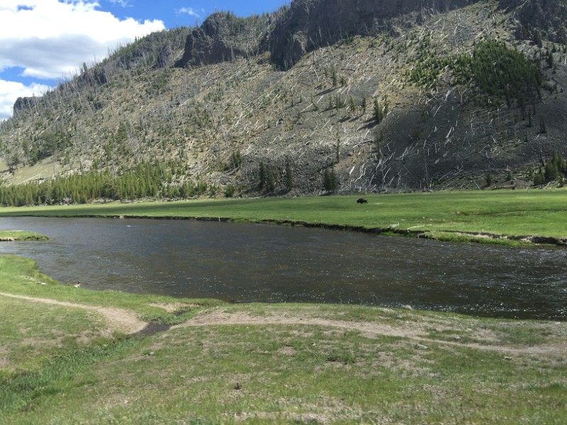 u) Sat 4 Jun 2016 - Bison! ;-) Scenery Between West Entrance and Madison, Yellowstone Natl Park (Madison River)